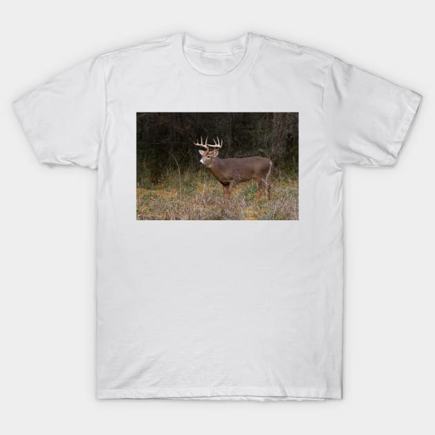 On the hunt - White-tailed deer Buck T-Shirt by Jim Cumming